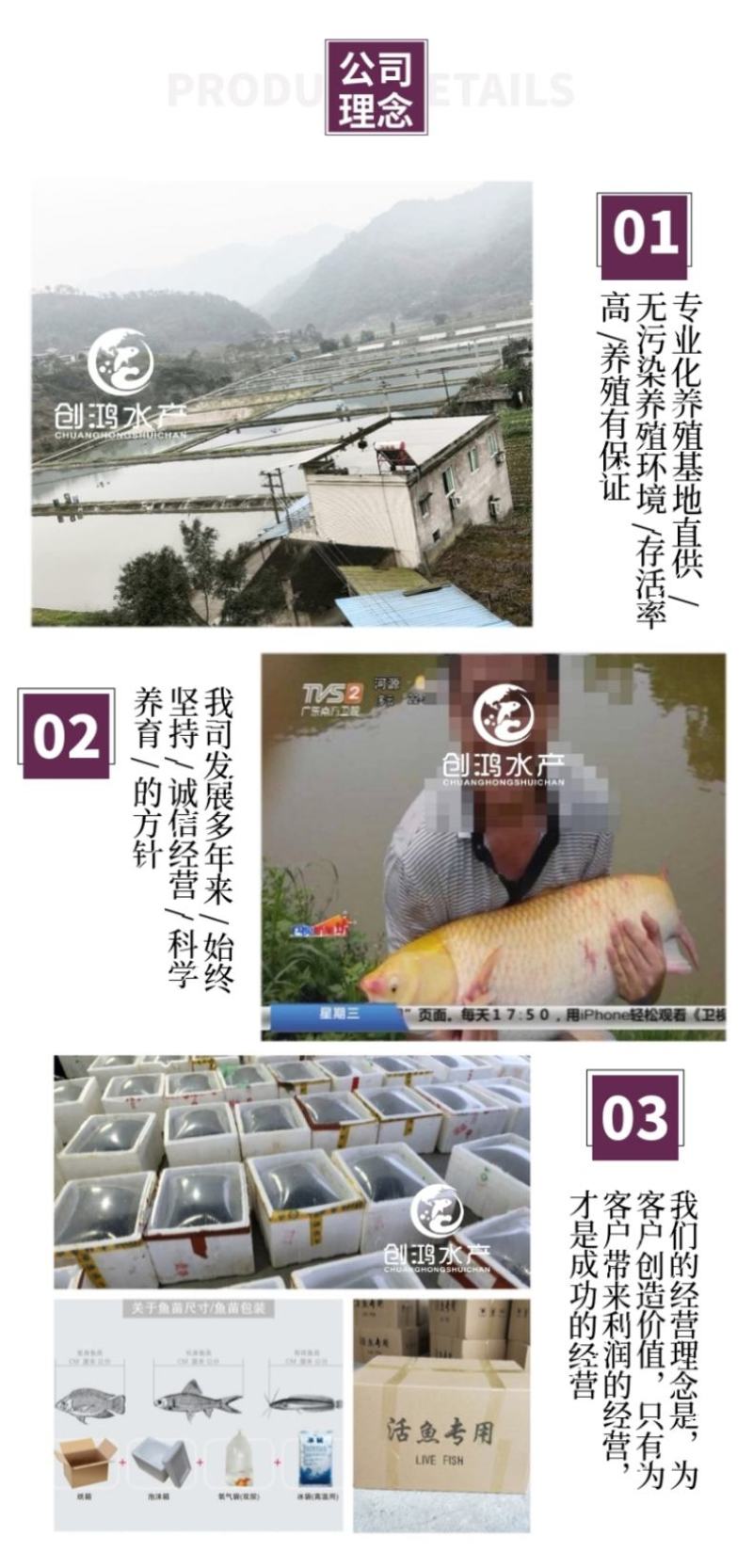 【2023新苗】金草鱼苗俄罗斯金丝草鱼苗食用观赏鱼