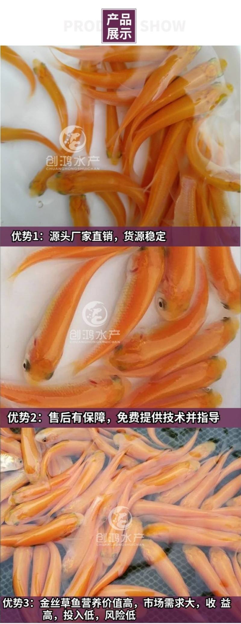 【2023新苗】金草鱼苗俄罗斯金丝草鱼苗淡水养殖