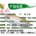 【2023新苗】俄罗斯金草鱼苗金丝草鱼苗黄金鲩鱼苗