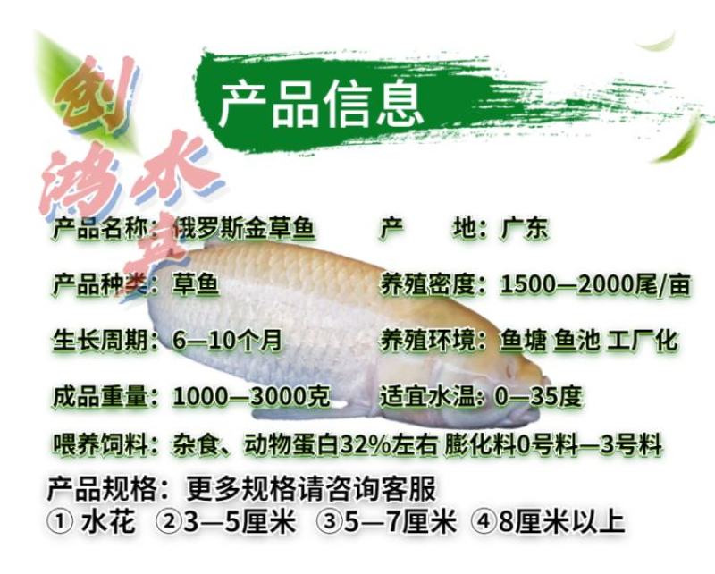 【2023新苗】俄罗斯金草鱼苗金丝草鱼苗黄金鲩鱼苗