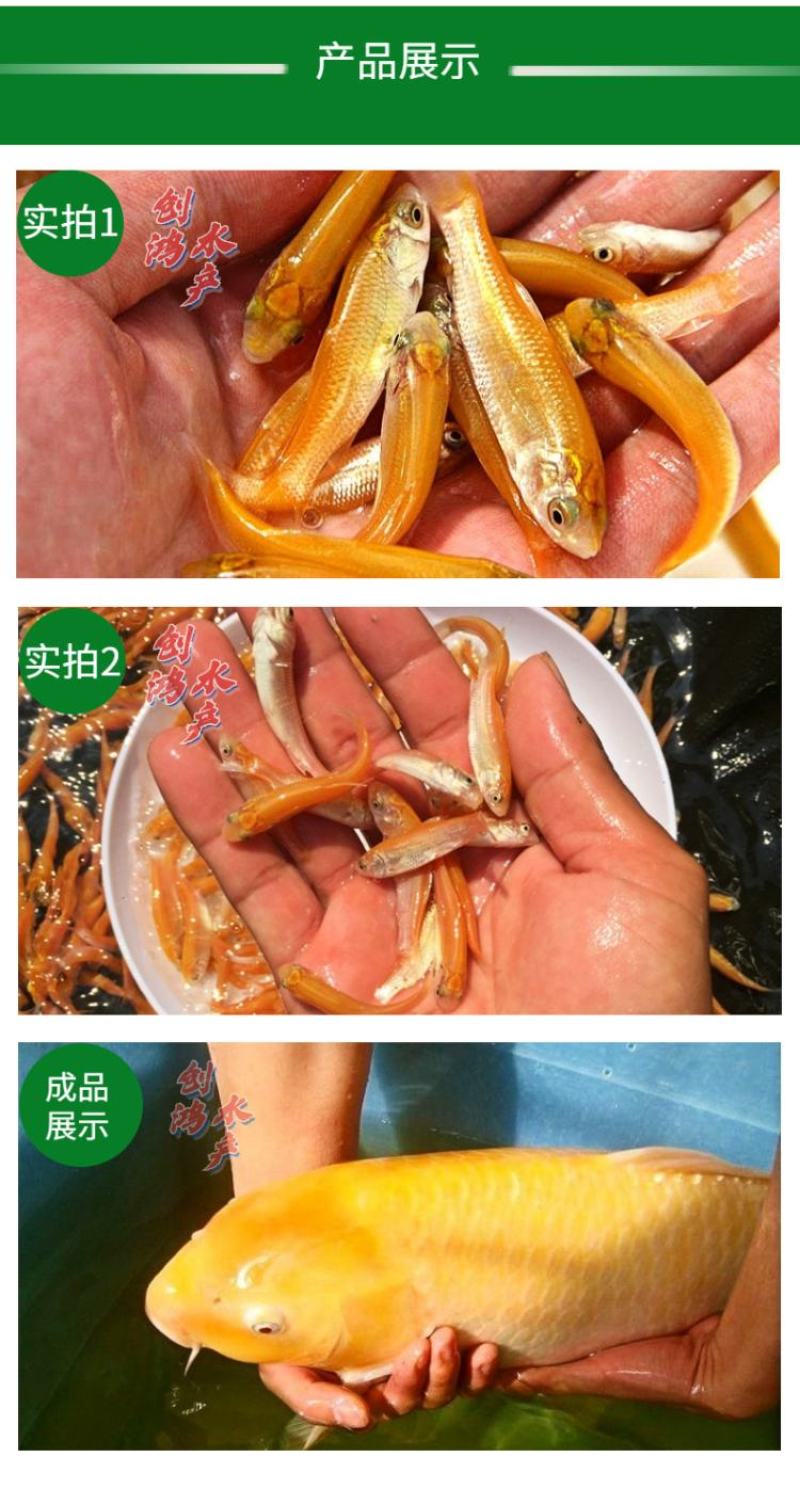 【2023新苗】俄罗斯金草鱼苗金丝草鱼苗黄金鲩鱼苗