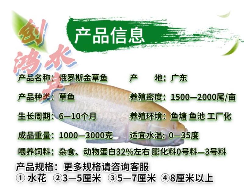 【2023新苗】金草鱼苗俄罗斯金丝草鱼苗食用观赏鱼