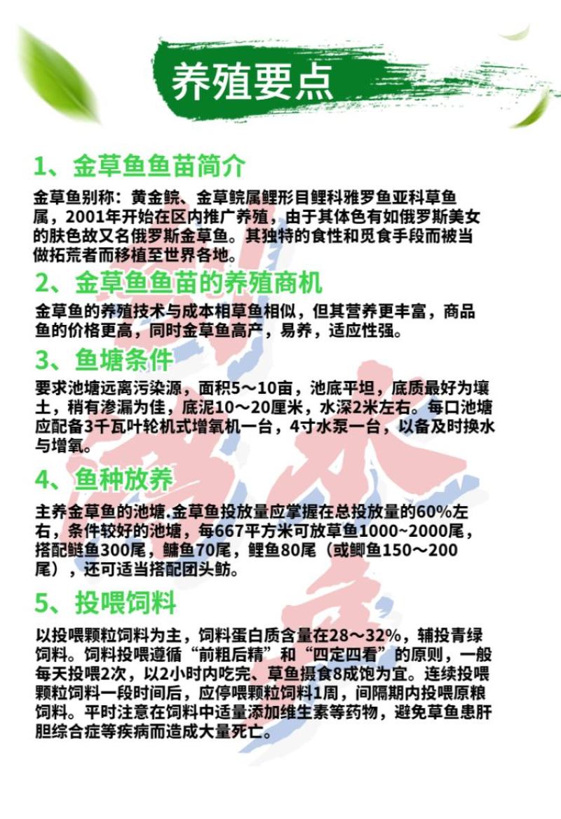 【2023新苗】金草鱼苗俄罗斯金丝草鱼苗食用观赏鱼