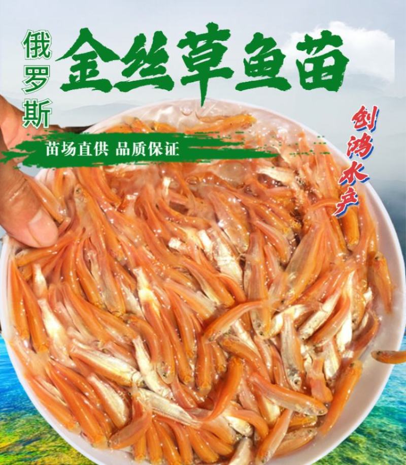 【2023新苗】金草鱼苗俄罗斯金丝草鱼苗淡水养殖