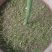 三英朝天椒苗，10公分左右，根大，苗壮，高辣改良杂交种苗