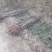 毛桃树苗80cm以上地径0.5以上，可以嫁接使用