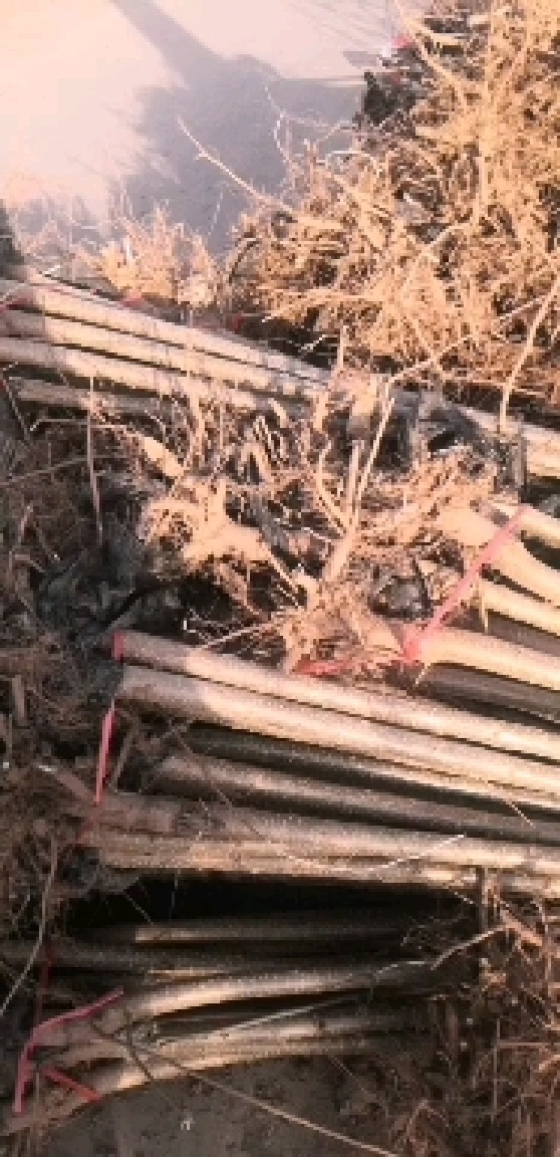 速生杨苗107，无絮杨，各种规格，可以按高度或者粗度。