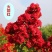 红火箭紫薇树苗天鹅绒紫薇花苗红花紫薇小苗百日红紫薇苗当年