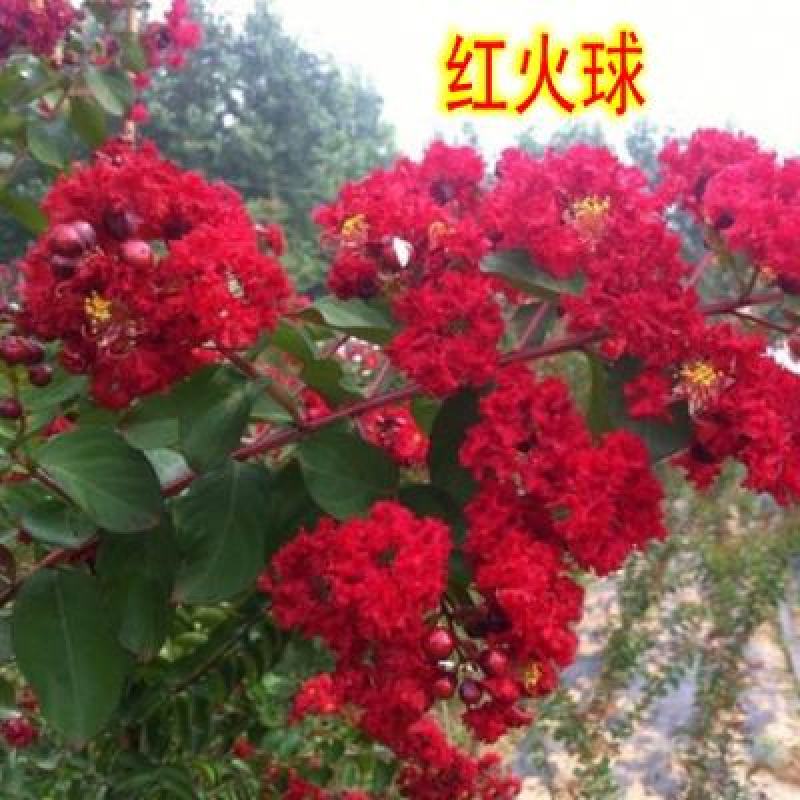 红火箭紫薇树苗天鹅绒紫薇花苗红花紫薇小苗百日红紫薇苗当年