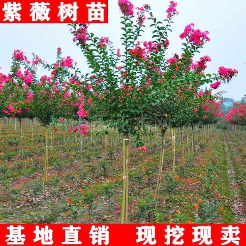 红火箭紫薇树苗天鹅绒紫薇花苗红花紫薇小苗百日红紫薇苗当年
