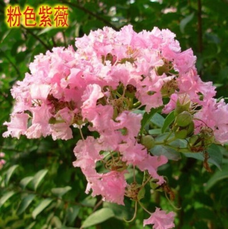 红火箭紫薇树苗天鹅绒紫薇花苗红花紫薇小苗百日红紫薇苗当年