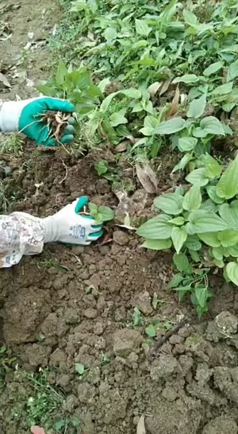 百部种子苗，分株苗大量上市。产量高，包技术，包回收。