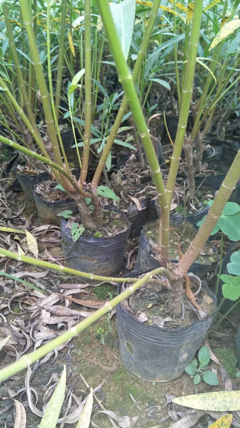 夹竹桃杯苗场地供应十万