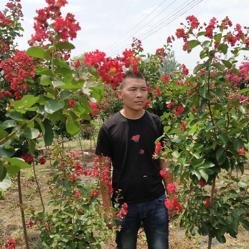 紫薇苗紫薇树苗工程绿化苗红火箭紫薇苗紫薇小苗红花紫薇树苗