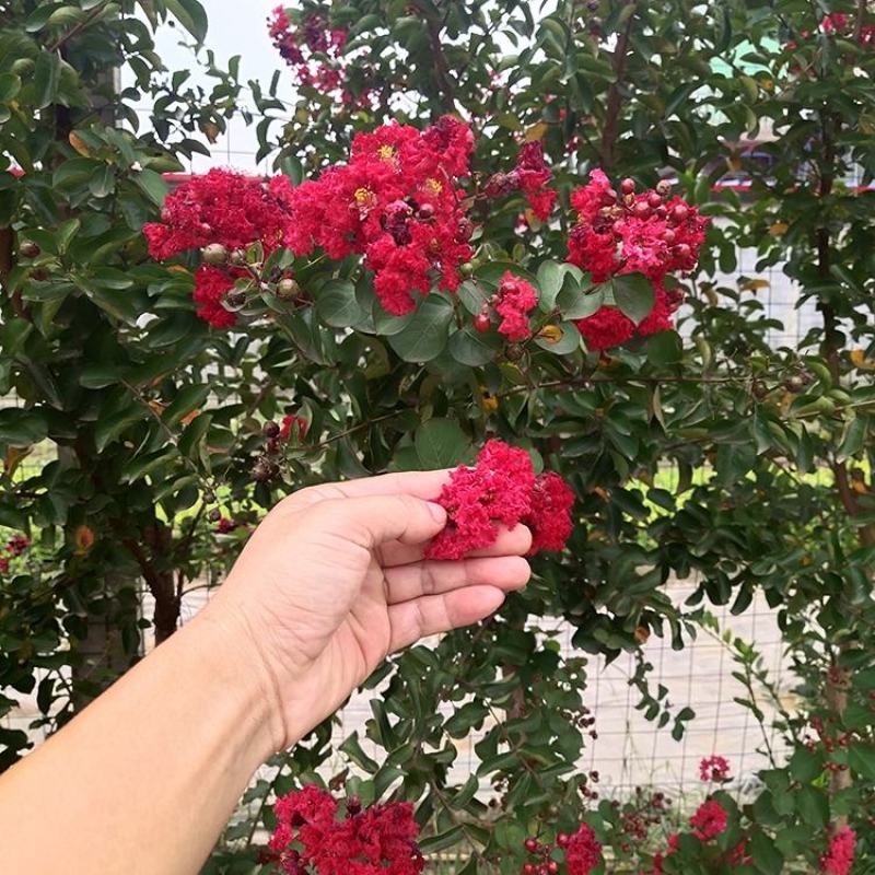 紫薇苗紫薇树苗工程绿化苗红火箭紫薇苗紫薇小苗红花紫薇树苗