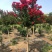 紫薇苗紫薇树苗工程绿化苗红火箭紫薇苗紫薇小苗红花紫薇树苗