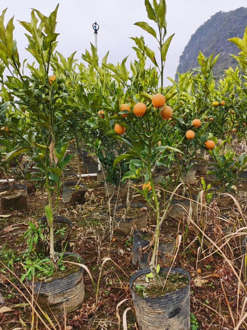 金桔大果杯苗场地供应十万棵