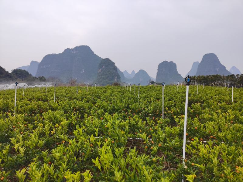 金桔大果杯苗场地供应十万棵