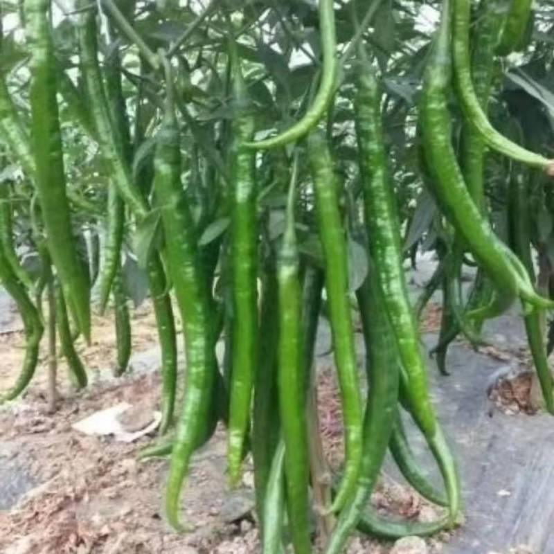尖辣椒苗，穴盘苗，散苗，湘妃跟长丰【免费提供技术指导】