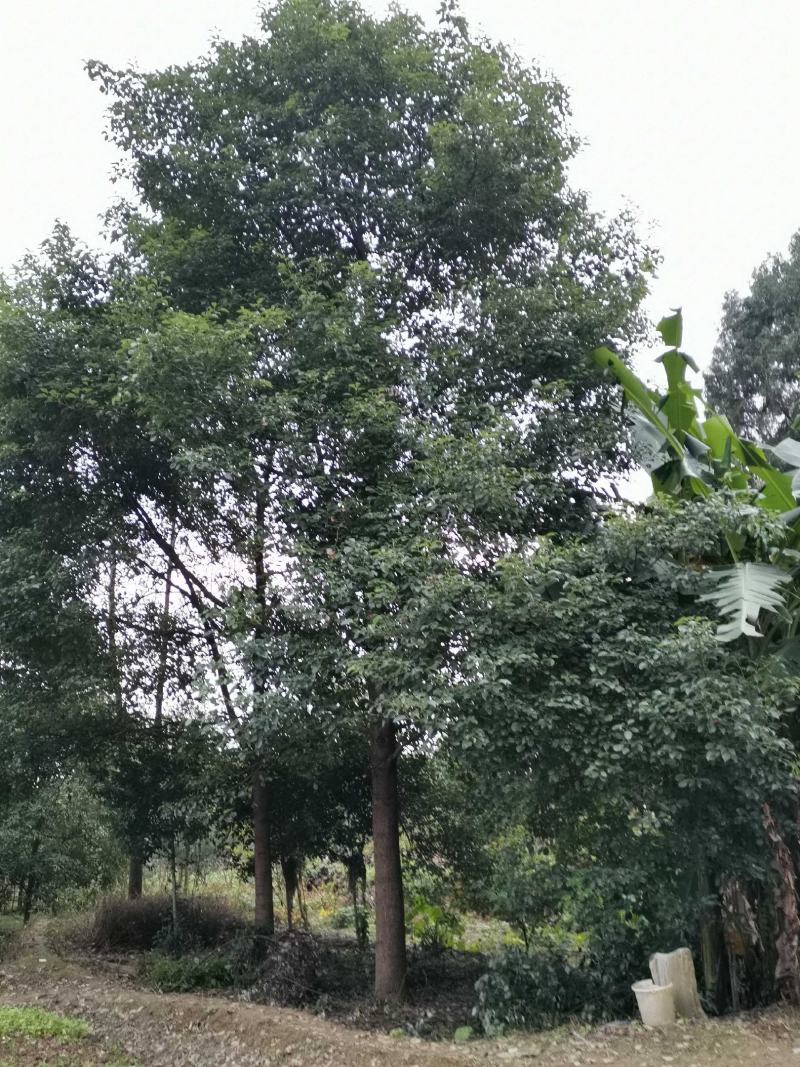 小叶樟全冠香樟12152025304080