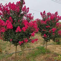 紫微花苗紫微树苗红花紫薇百日红红火箭四季国旗红绿化工程苗