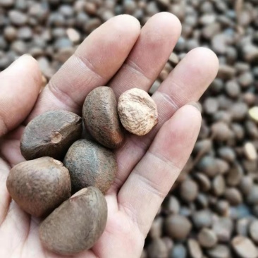 优质手摘籽，质量好，价格优