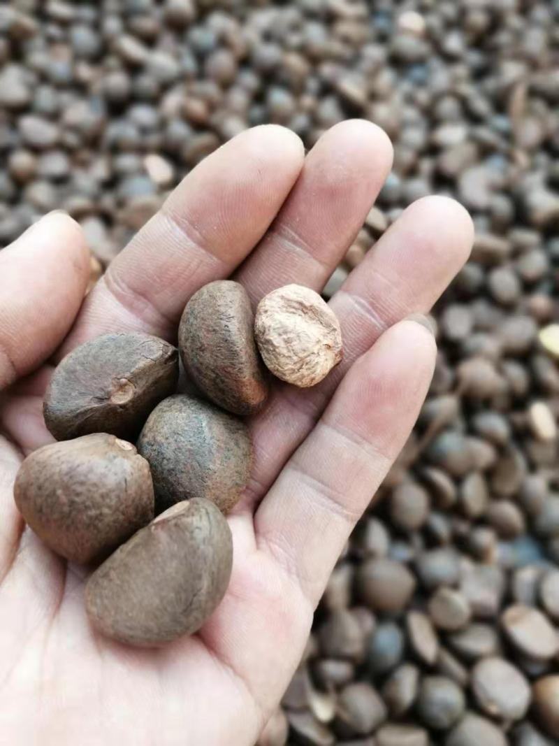 优质手摘籽，质量好，价格优