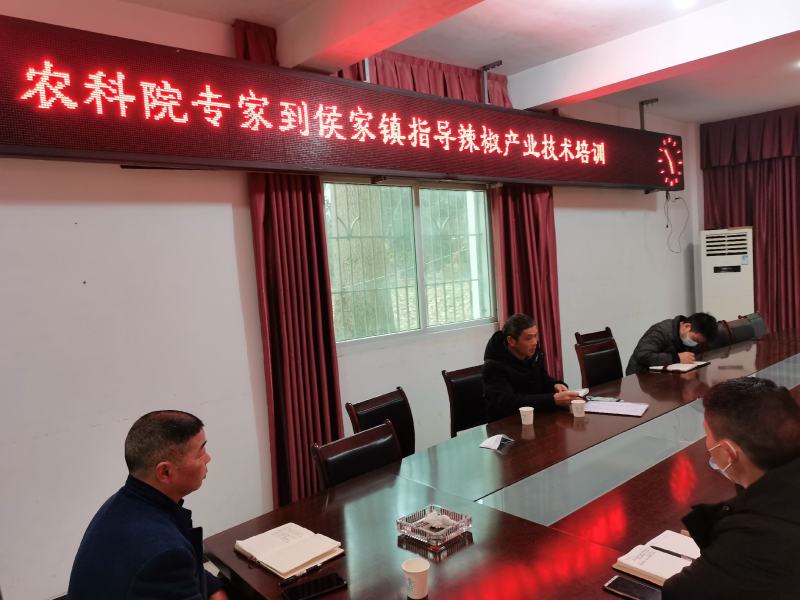 辣椒苗（货发全国市场、批发、基地、承接政府大型基地项目）