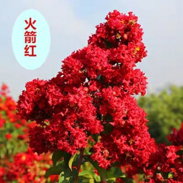 红火箭紫薇树苗紫薇花苗红花紫薇小苗包正品包对版