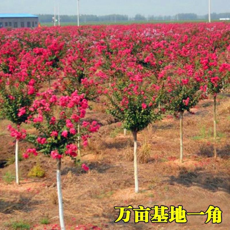 红火箭紫薇树苗紫薇花苗红花紫薇小苗包正品包对版