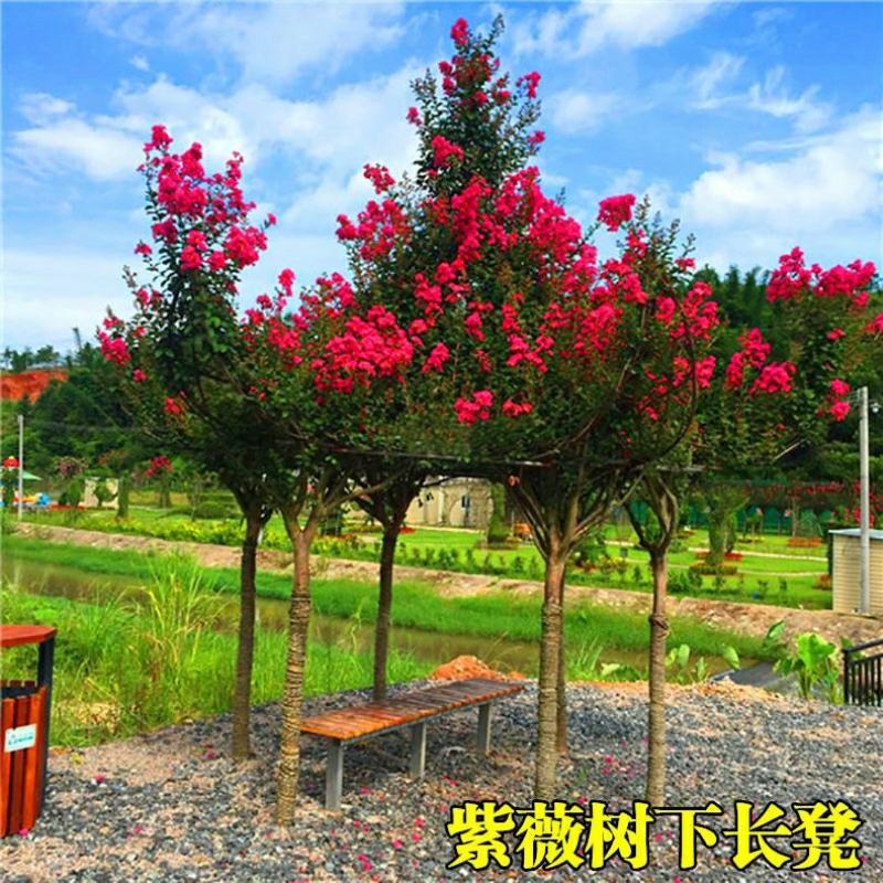 红火箭紫薇树苗紫薇花苗红花紫薇小苗包正品包对版