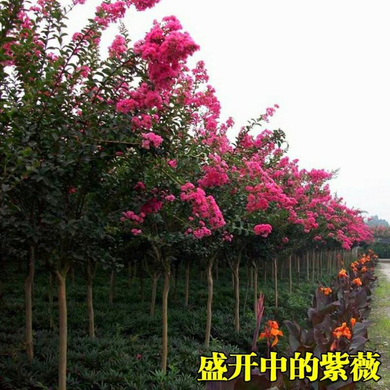 红火箭紫薇树苗紫薇花苗红花紫薇小苗包正品包对版