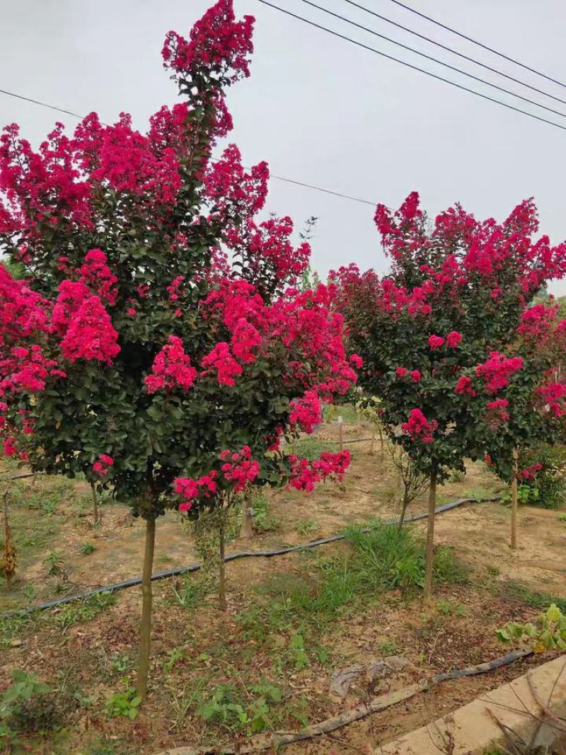 红火箭紫薇树苗紫薇花苗红花紫薇小苗包正品包对版