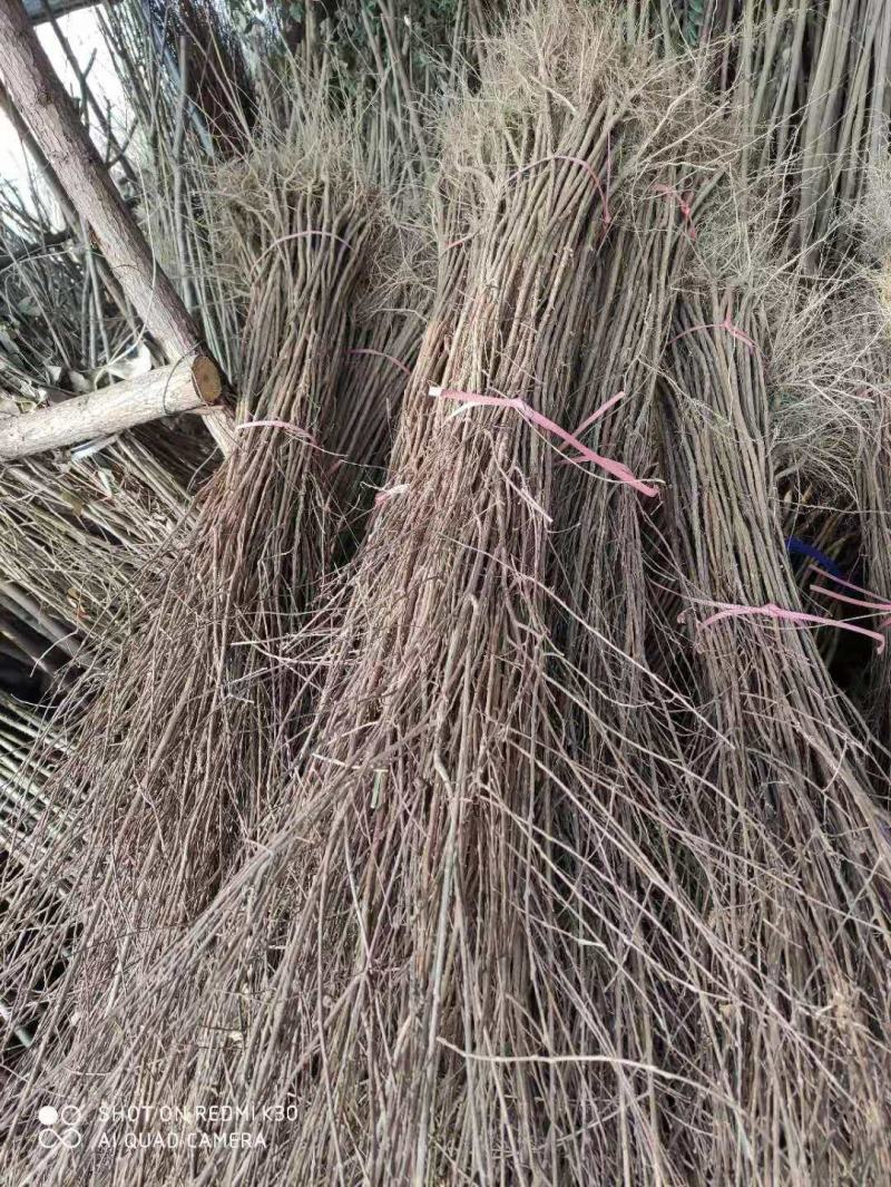 红火箭紫薇树苗紫薇花苗红花紫薇小苗包正品包对版