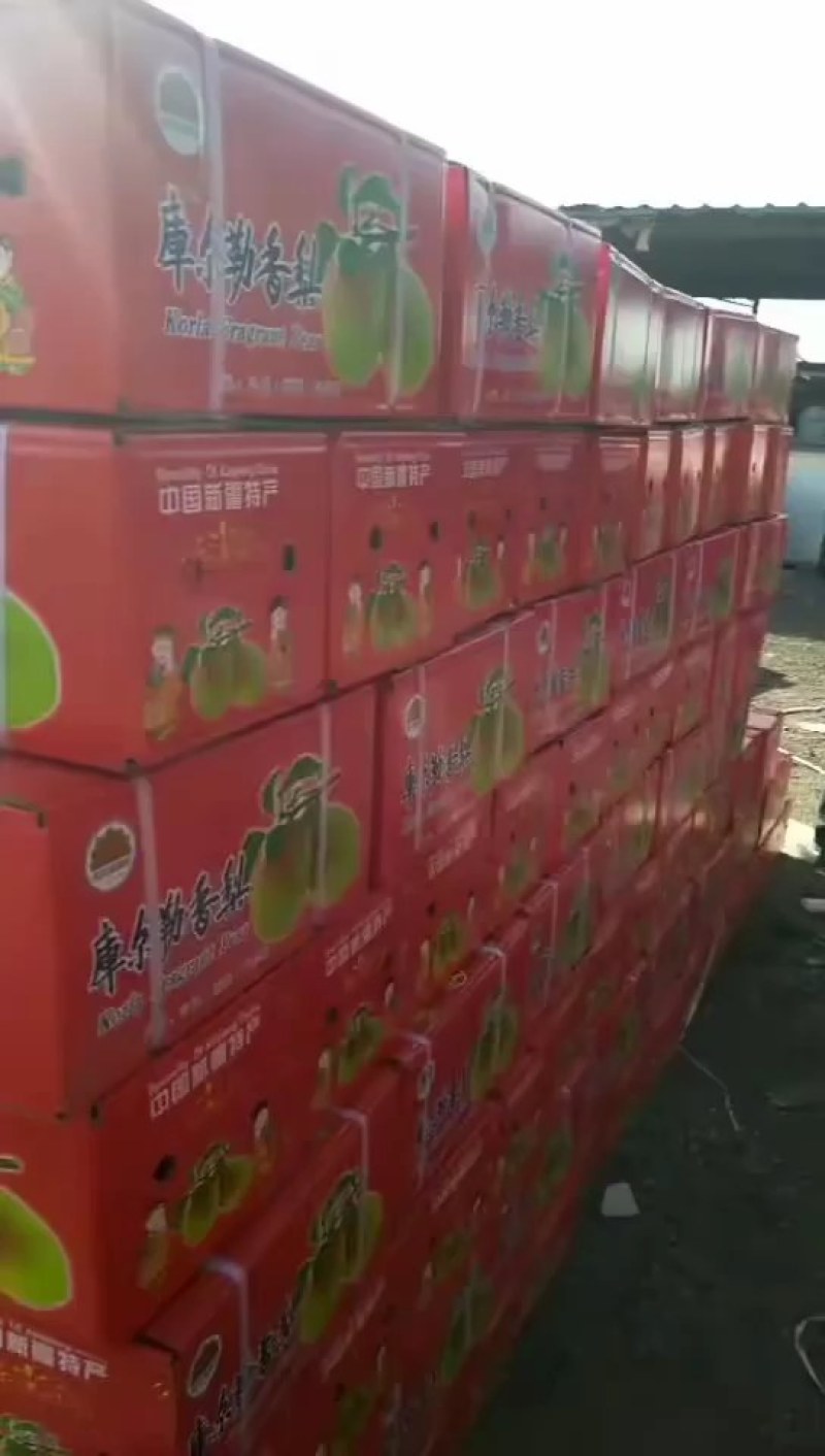 库尔勒香，红香酥梨，新梨七号质量好，价格超级便宜！