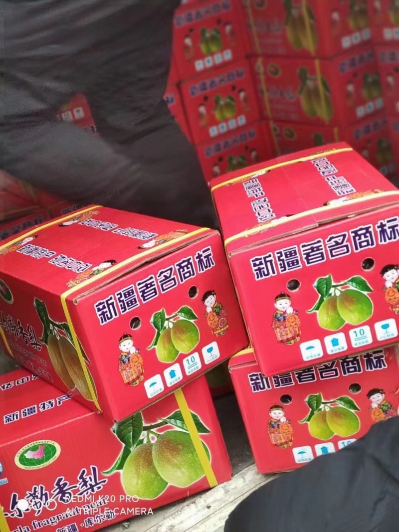 库尔勒香，红香酥梨，新梨七号质量好，价格超级便宜！