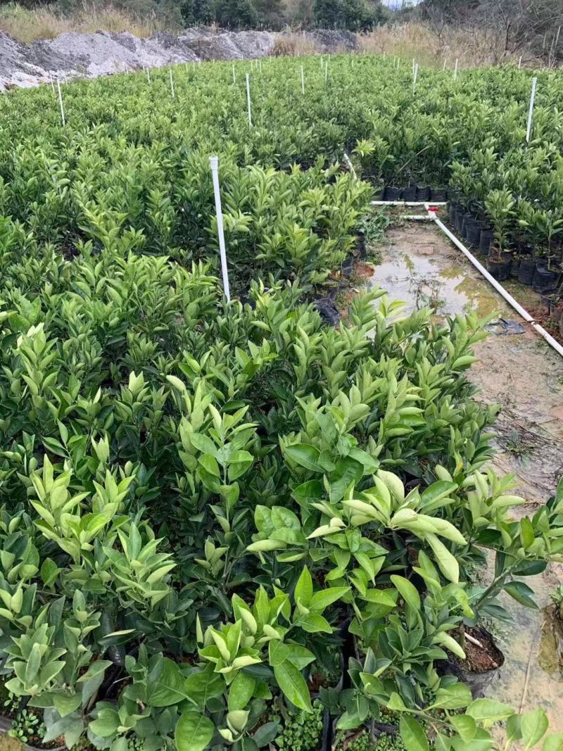 出售精品纽荷尔脐橙地苗杯苗海量供应
