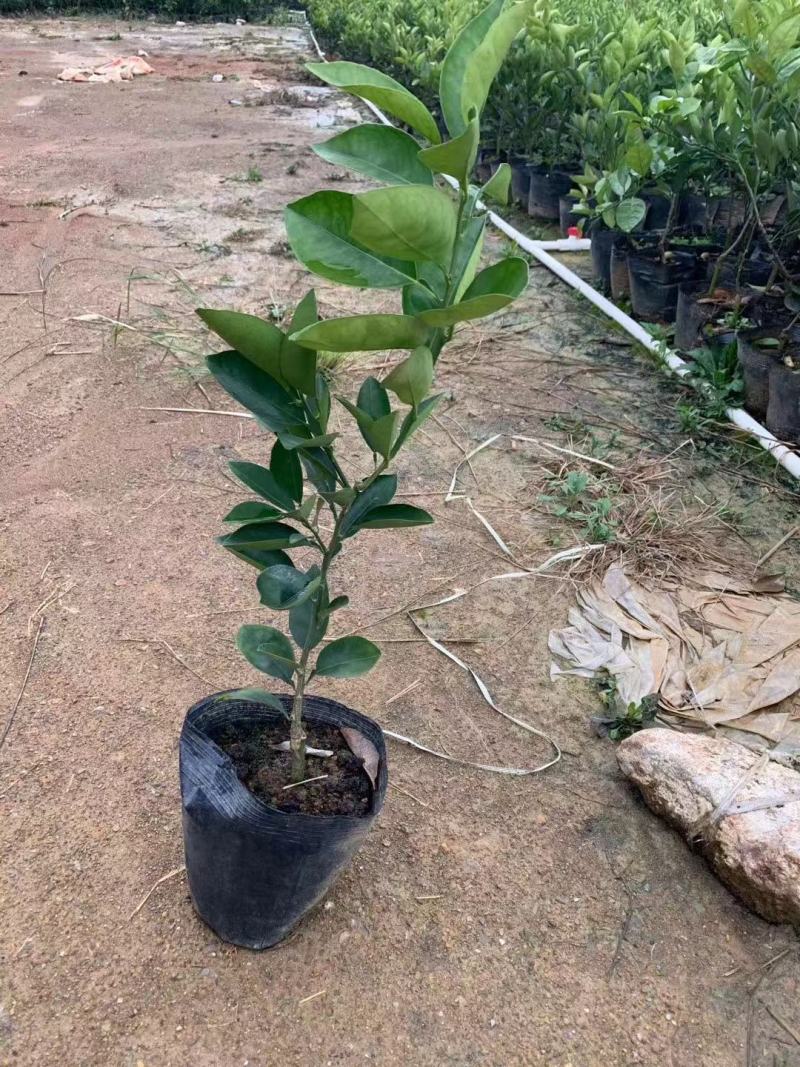 出售精品纽荷尔脐橙地苗杯苗海量供应