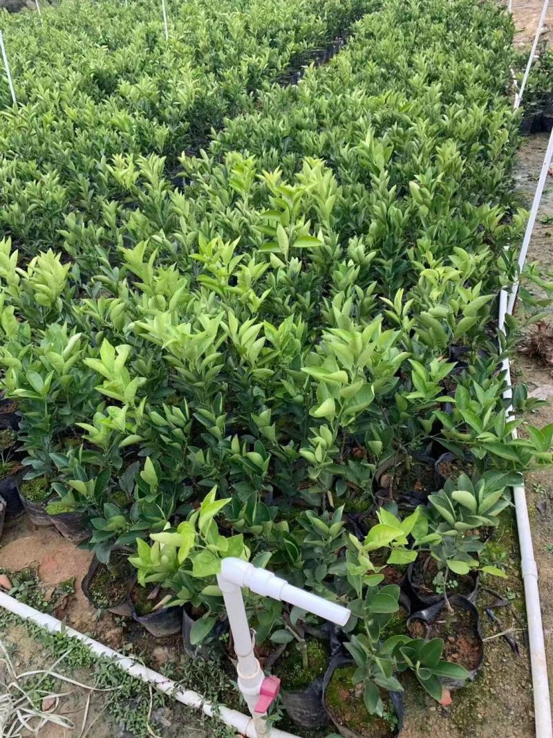 出售精品纽荷尔脐橙地苗杯苗海量供应