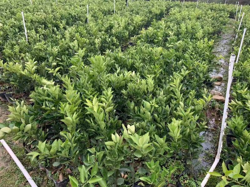 出售精品纽荷尔脐橙地苗杯苗海量供应