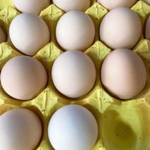 每日鲜鸡蛋，厂家直销。自产自销厂家直供