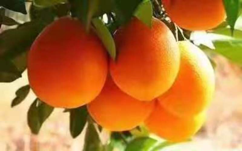 【源头货源】纽荷尔，长虹脐橙，皮毛漂亮果园看货诚信经营