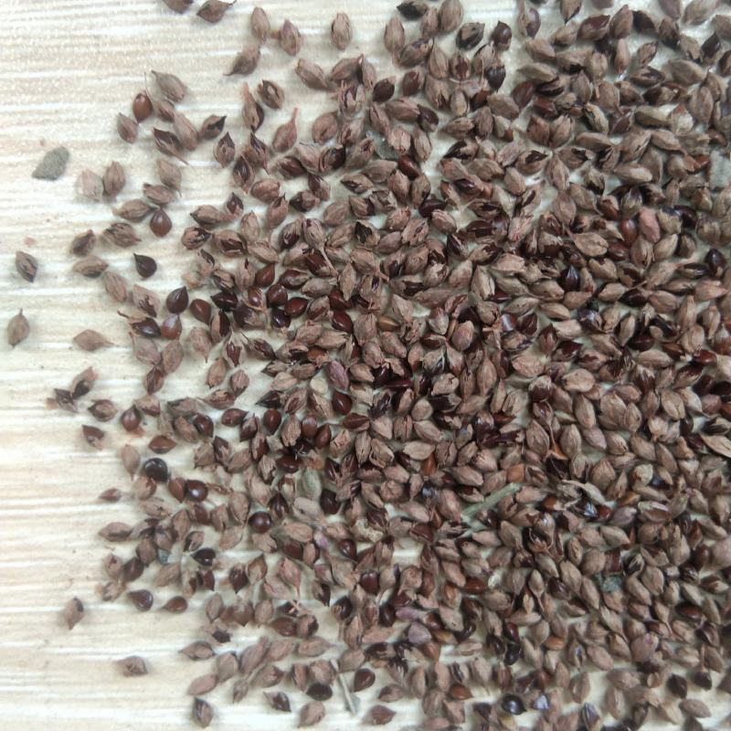 新产，靛叶籽，大青叶种子，5斤以上非边远地区包邮！