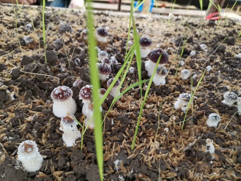 大球盖菇菌种，工厂化操作品种