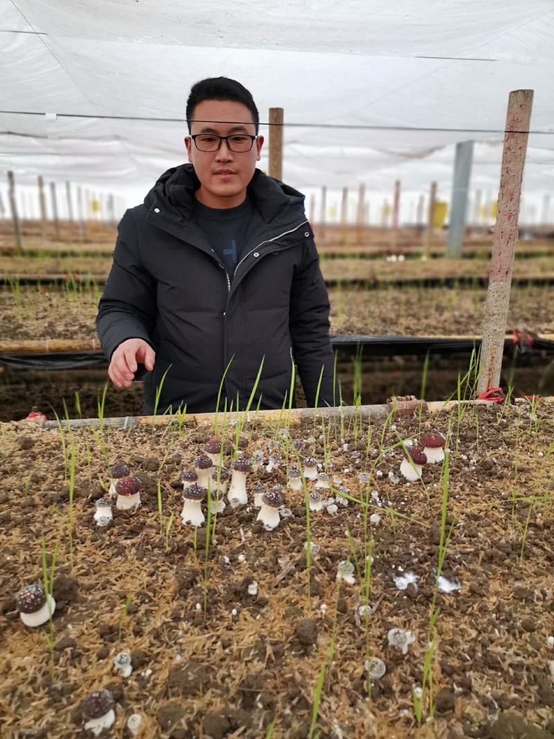 大球盖菇菌种，工厂化操作品种