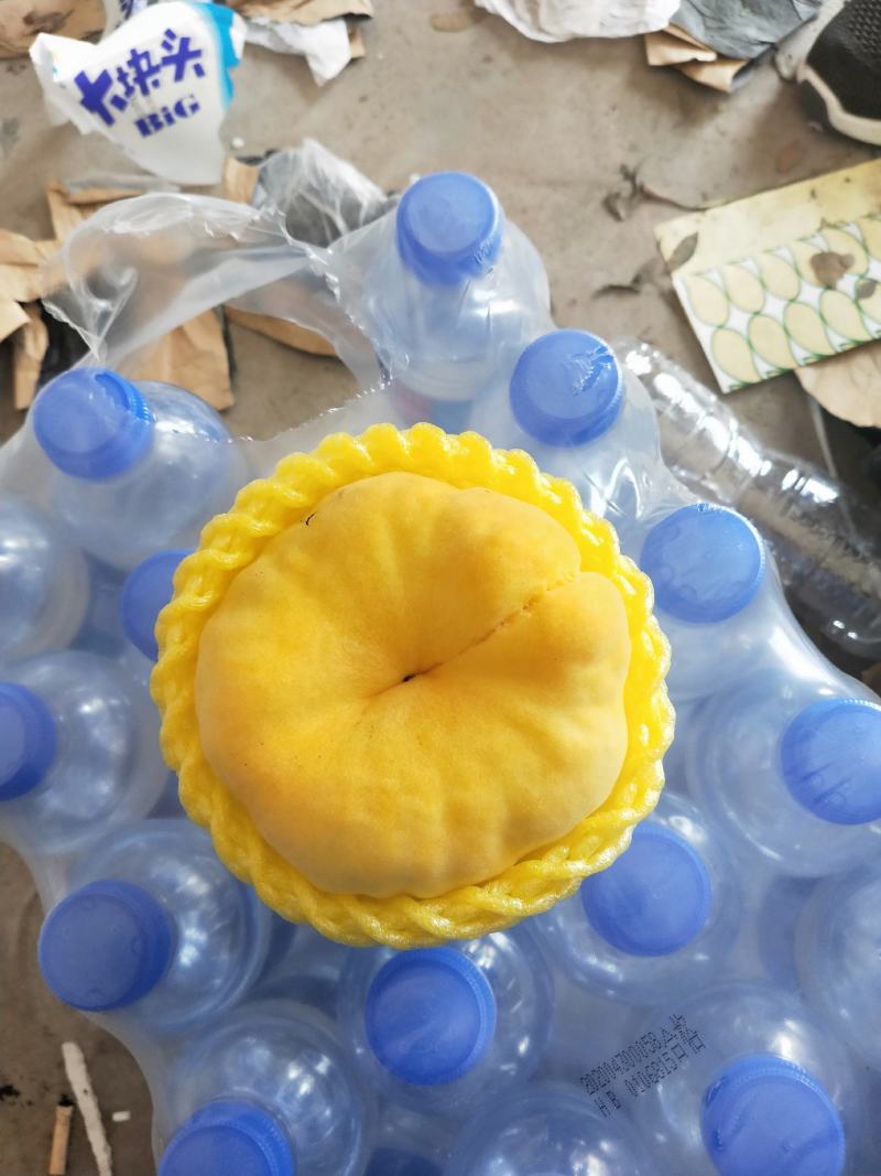 河北省乐亭县有万亩毛蟠桃大量上市