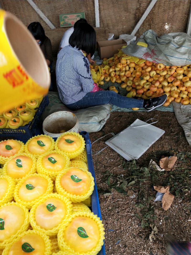 河北省乐亭县有万亩毛蟠桃大量上市