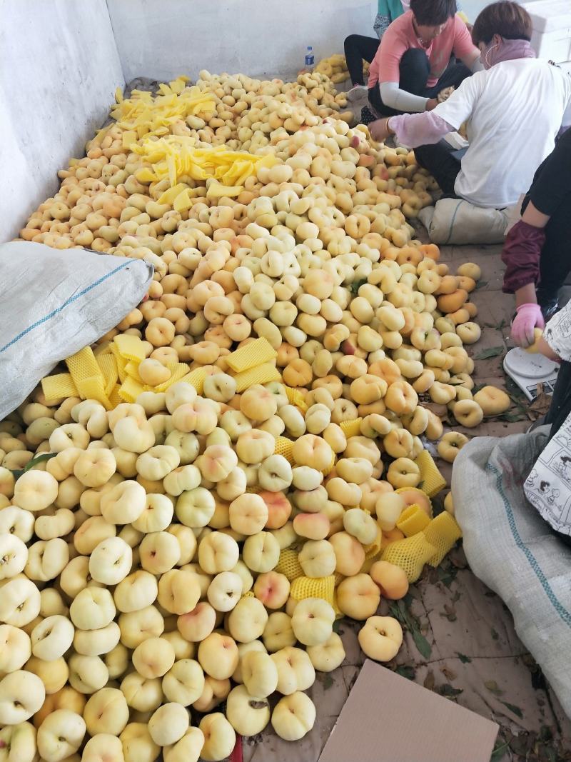 河北省乐亭县有万亩毛蟠桃大量上市