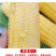 广东现摘新鲜黄玉米3丿6丿10斤(400一600e丿包邮