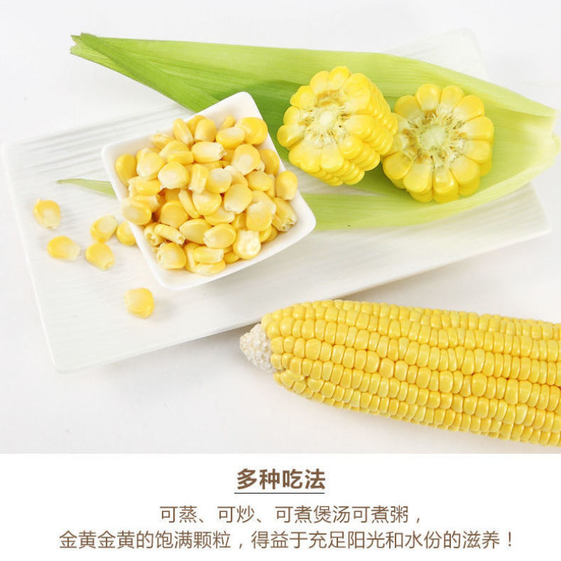广东现摘新鲜黄玉米3丿6丿10斤(400一600e丿包邮